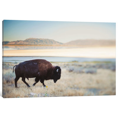 " The Anonymous Buffalo " by Chelsea Victoria