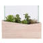 Succulent assortis en pot