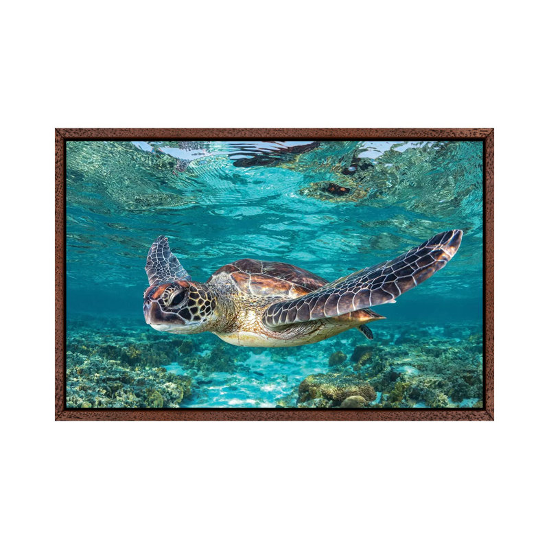 Learn To Fly by Jordan Robins - Print on Canvas, 101.6 cm H x 66.04 cm W, Brown Framed
