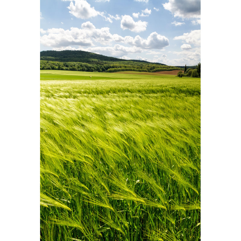 Haruka Cereal Field - Wrapped Canvas Print, 76cm H x 51cm W x 3.8cm D