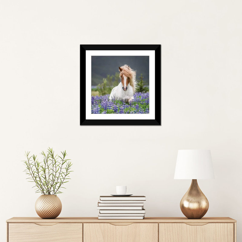Trotting islandais cheval ii, lupine fields, islande, reproduction de photo sur toile tendue, H 16 po x l 16 po x P 1 po