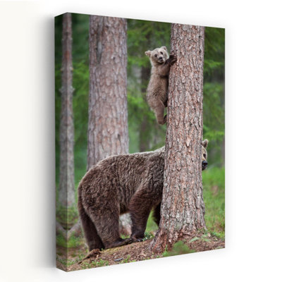 Ourson curieux - Affiche murale abstraite contemporaine représentant un ourson dans une forêt, nature