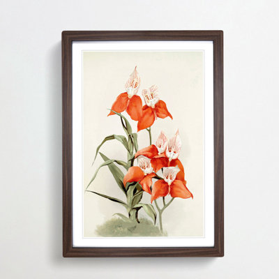 Magnolia Flowers Illustration Tab. 15 by Frederick Sander - Picture Frame Painting Print