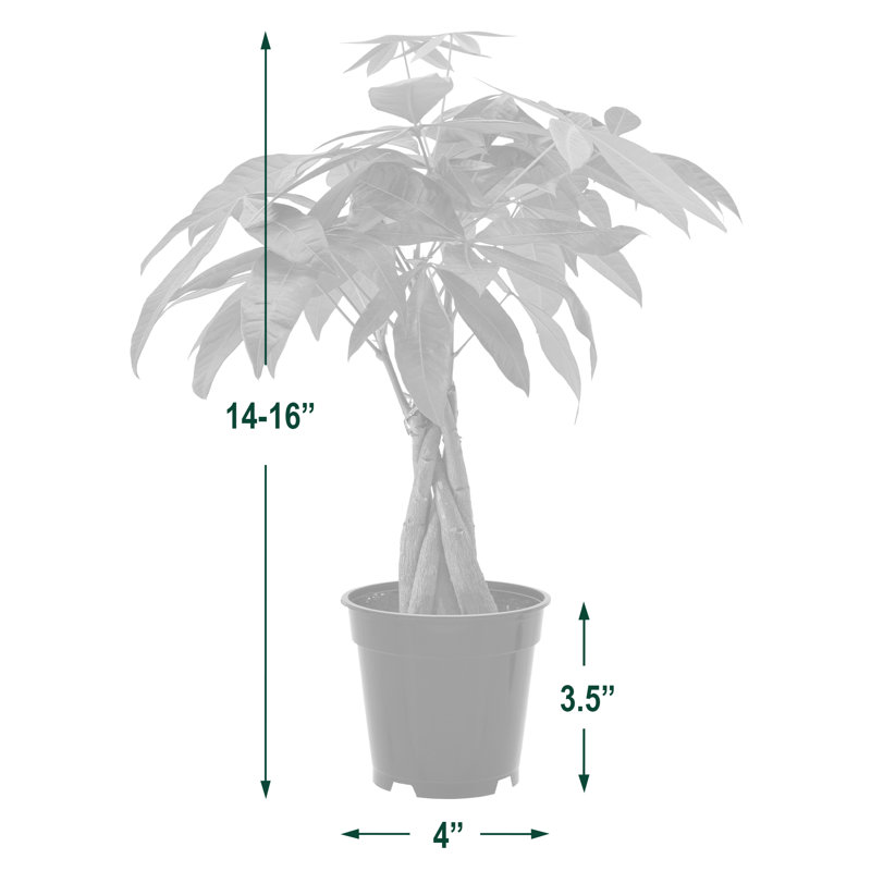 Arcadia Garden Products Money Tree in Grower Pot Live Money Tree (Pachira Aquatica) (Jade Plant) Tree Low Maintenance Plant in Rattan Pot
