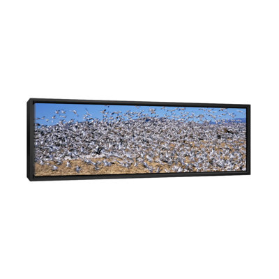 « troupeau of snow oies flying-at bosque del apache national sauvage reserve, new mexico », reproduction de photo sur toile