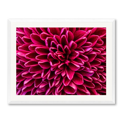 Pom Pom Chrysanthemum Purple Print by Harold Davis