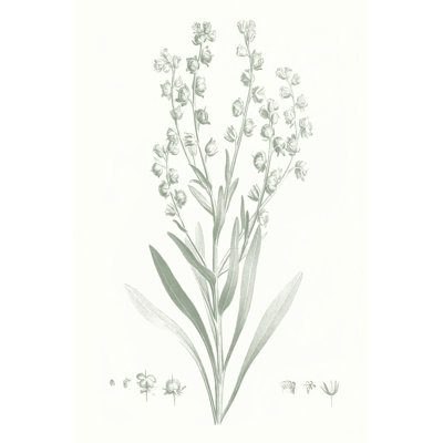 Botanical Study In Sage I by Vision Studio - Wrapped Canvas Painting