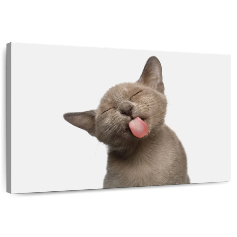 Brampt Cat's Tongue, 26" H x 39" W