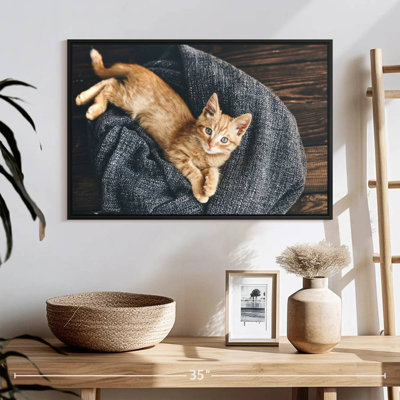 Chat au repos