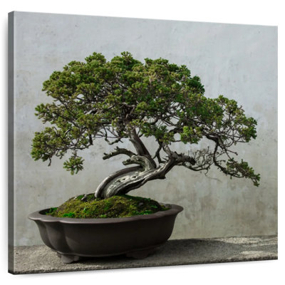 Harnek Pine Tree Bonsai