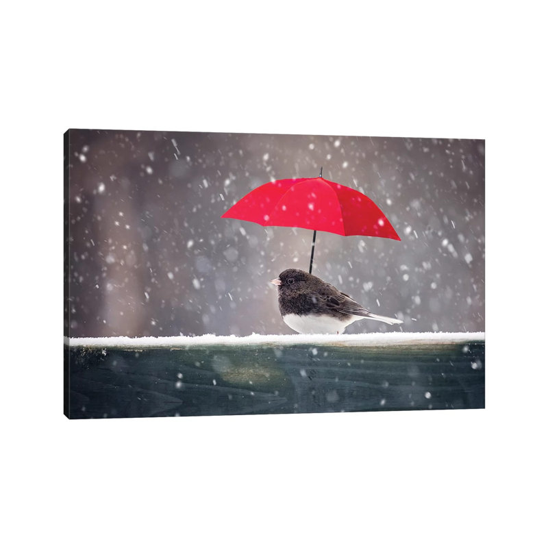 Junco And Umbrella by Karen Burke - Wrapped Canvas Print, 66.04cm H x 101.6cm W x 1.905cm D