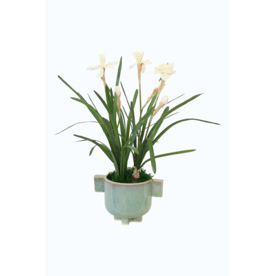 White Daffodils in Turquoise Planter