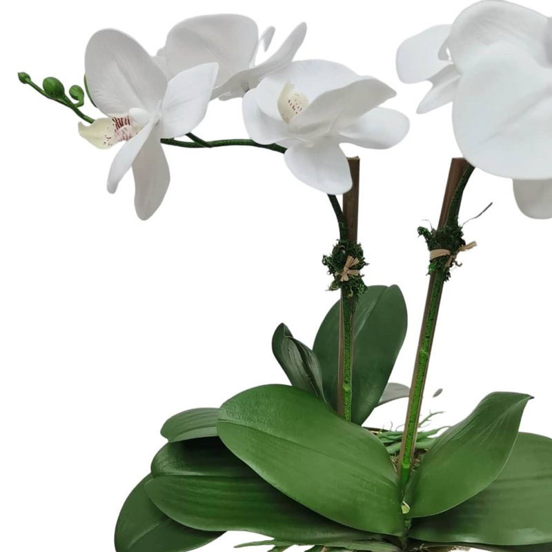 Centre de table orchidée brillante dans un vase