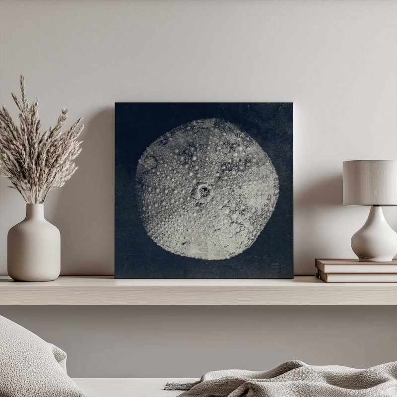 «Urchin Still Life III» par Nathan Larson, reproduction d'art sur toile, H 36 po x l 36 po, Toile tendue, Ne s’applique pas