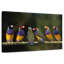 Gouldian Finch I-643662049