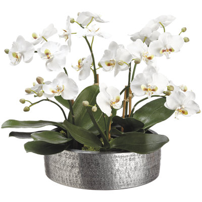 Orchid Arrangement in Planter