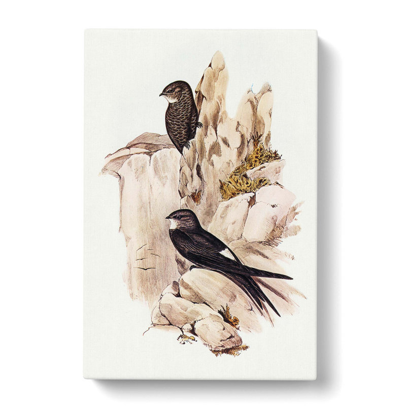 Australian Swift by Elizabeth Gould - Wrapped Canvas Painting, 60cm H x 40cm W x 3cm D