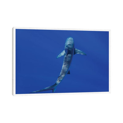 Hawaiian Shark II by Bethany Young - Print on Canvas