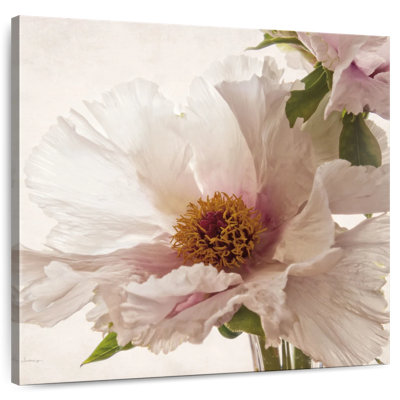 Translucent Peony V