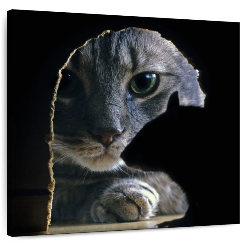 Souris de chasse Brampt