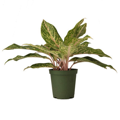 American Plant Exchange Aglaonema Sparkling Sarah, Live Houseplant, 6-Inch Pot, Easy Care, Low Light, Perfect for Home and Office