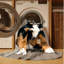  Tapis lavable Beauceron pour chiens-1488887616