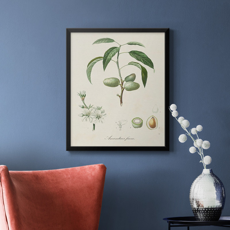 Toile encadrée de qualité supérieure antique avec amande botanique I - prête à être accrochée, Noir, H 24 po x l 20 po