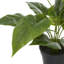 Plante à feuillage artificiel en pot