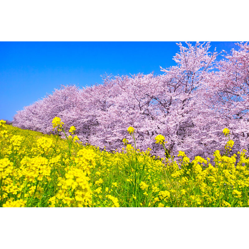 Sakura And Rape Blossoms by 7maru - Wrapped Canvas Print, 30cm H x 46cm W