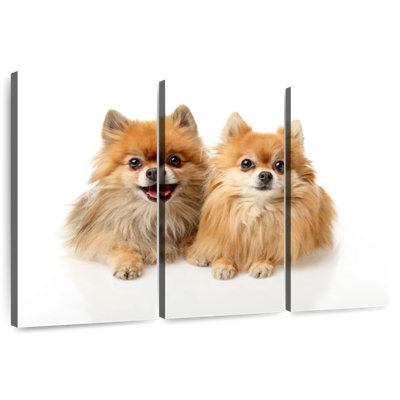 Posing Pomeranians