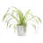 Live Spider Plant in Classic Pot-49662203