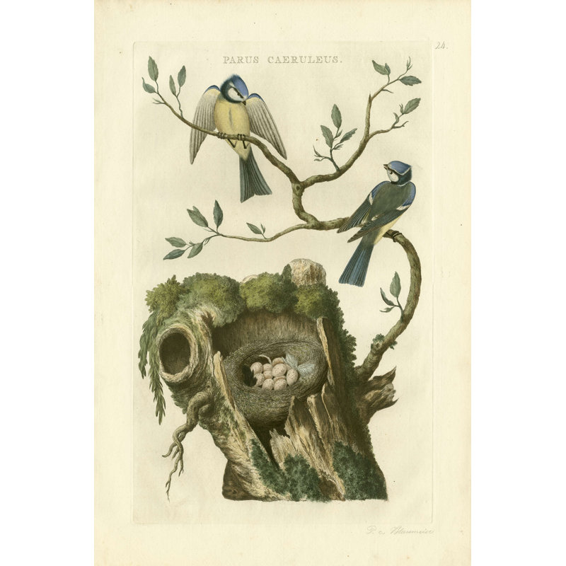 Nozeman Birds & Nids III, H 12 po x l 8 po