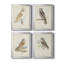 Toile encadrée de qualité supérieure Barn Owl - prête à être accrochée-1140462955-1140462954