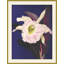Jewel Blooms 3 Print-1874288704