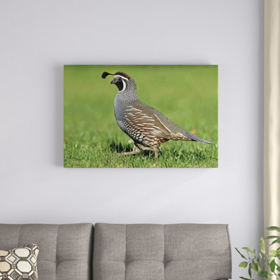 " California Quail Male "