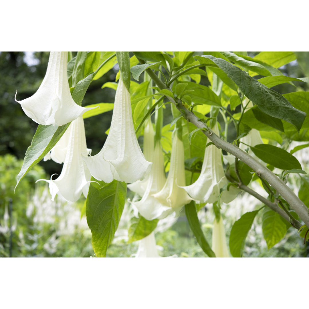 Angels Trumpet von Aimintang - Kunstdrucke auf Leinwand ohne Rahmen