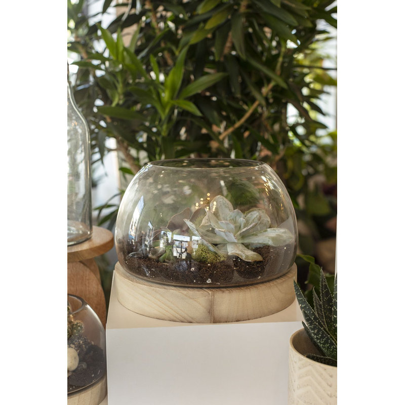 Terrarium en verre et bois Khalema, H 7,25 po x l 9,75 po x P 9,75 po