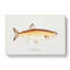 Illustration of a Freshwater Herring by F.E. Clarke - Wrapped Canvas-55360164