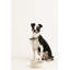 Petsware Dog Bowls-56471318-56471314