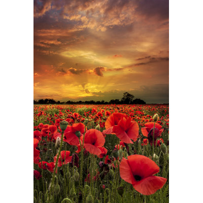 Poppies Close Up Under Skies - Wrapped Canvas Print