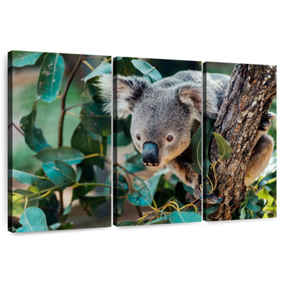 Australia Koala