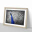 Peacock with Its Feathers Spread - Picture Frame Graphic Art Print-55739113-55739115