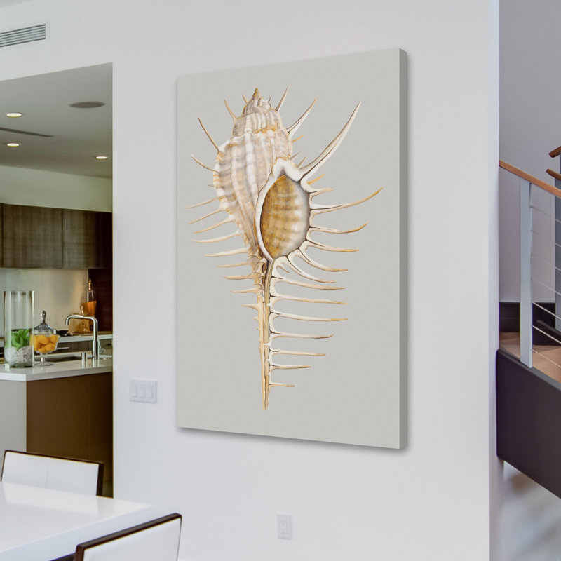 "Spiny Murex" Print on Wrapped Canvas, 36" H x 24" W x 1.5" D