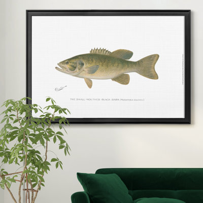 " Small Mouthed Black Bass "