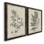 «Antique Black and White Botanical IV», ensemble de 2 reproductions d'art sur toile-1516307834-1516307832