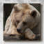 Bear Toughts-1766903910