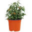 Nursery Pot-1246024123-1246024100