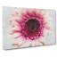 Heart Of A Pink Gerbera - Wrapped Canvas-56628906