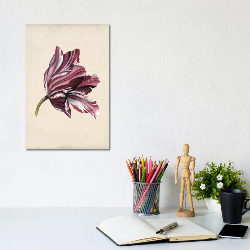 Antique Tulip Study III by Naomi McCavitt - Wrapped Canvas Gallery-Wrapped Canvas Giclée, 20.32 cm H x 30.48 cm W
