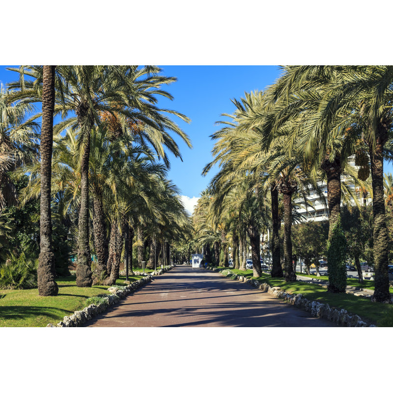 Palm Trees On Croisette - Wrapped Canvas Print, 30cm H x 46cm W